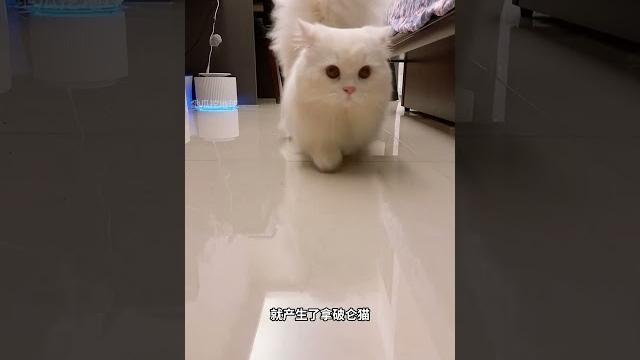曼基康猫,一种好奇心很强的短腿猫! 曼基康猫,一种好奇心很强的短腿猫!