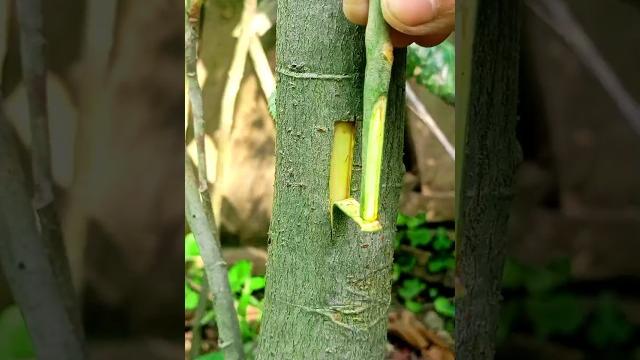 Best grafting techniques for fruit trees easy #satisfying #asmr #gardening #grafting #shorts Best grafting techniques for fruit trees easy #satisfying #asmr #gardening #grafting #shorts