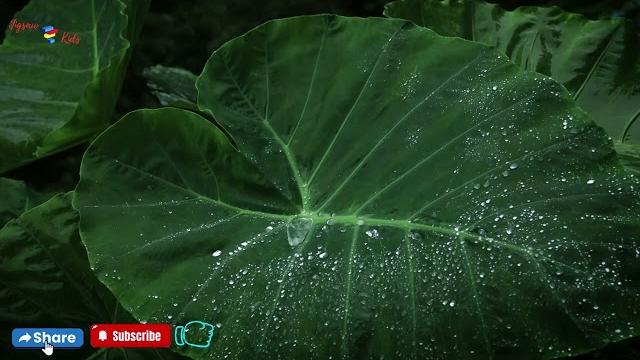 Water droplets on leaves and the soothing sound of rain, rain on taro leaves #rain #rainsleep Water droplets on leaves and the soothing sound of rain, rain on taro leaves #rain #rainsleep