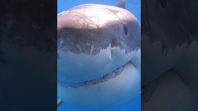 Great white shark bite #shorts #sharks #greatwhiteshark Great white shark bite #shorts #sharks #greatwhiteshark