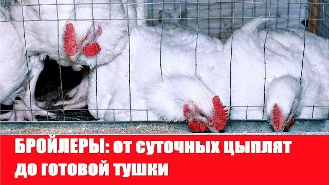 Бройлеры: от суточных цыплят до готовой тушки Бройлеры: от суточных цыплят до готовой тушки