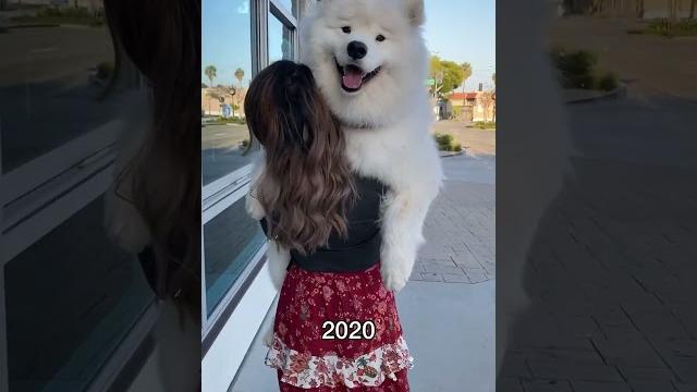 Five years of carrying this pup in fun places! where should i carry him next? #dog #samoyed Five years of carrying this pup in fun places! where should i carry him next? #dog #samoyed