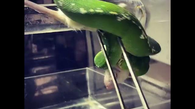 Green snake eating ️#animals #wild #amazing #fight #snackcares4u#snake #asmr #birds #shorts Green snake eating ️#animals #wild #amazing #fight #snackcares4u#snake #asmr #birds #shorts