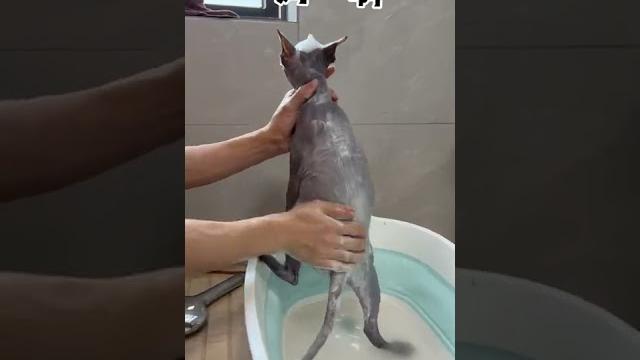 【布蘭妮的成長日記】你見過洗澡搓一地泥的貓嗎?? 【布蘭妮的成長日記】你見過洗澡搓一地泥的貓嗎??