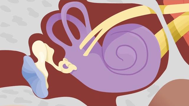 How the ears work - nemours kidshealth How the ears work - nemours kidshealth