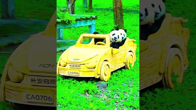 Baby panda#shortvideo #funny Baby panda#shortvideo #funny