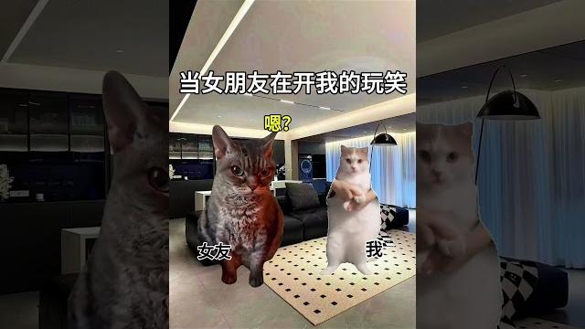 像不像我给你们安了监控?#猫meme #内容过于真实 #funny 像不像我给你们安了监控?#猫meme #内容过于真实 #funny