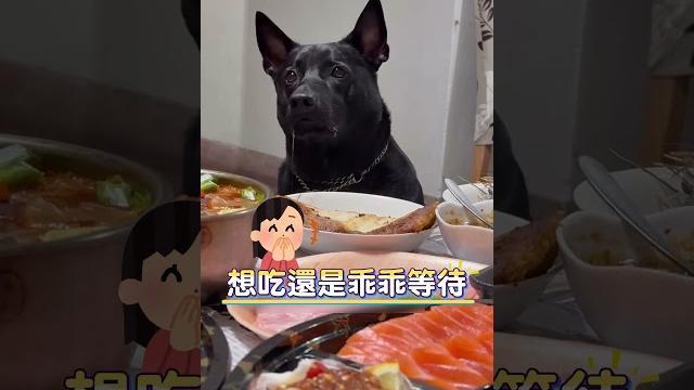 歐告看到美食口水止不住!媽見「懇切眼神」心軟:趕快幫牠夾菜 #shorts 歐告看到美食口水止不住!媽見「懇切眼神」心軟:趕快幫牠夾菜 #shorts