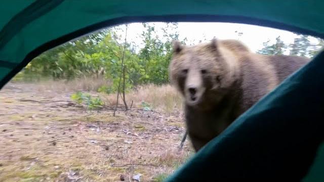 Bear attacked me in my tent Bear attacked me in my tent