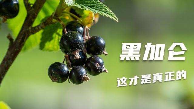 原来你是这样的黑加仑!小时候喝的黑加仑汽水里根本没有黑加仑 原来你是这样的黑加仑!小时候喝的黑加仑汽水里根本没有黑加仑