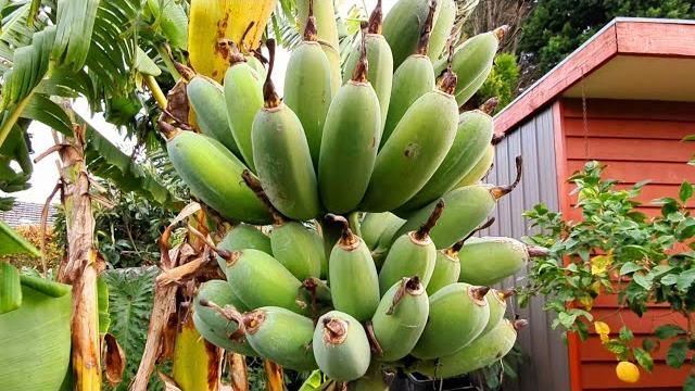 When are bananas ready to harvest? watch this video When are bananas ready to harvest? watch this video