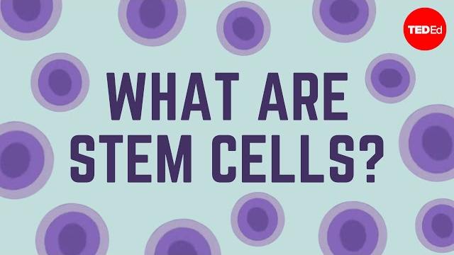 What are stem cells? - craig a. kohn What are stem cells? - craig a. kohn