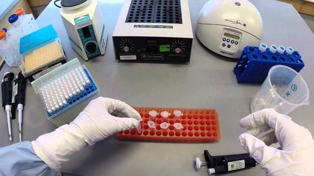 Dna extraction protocol - part 1 Dna extraction protocol - part 1