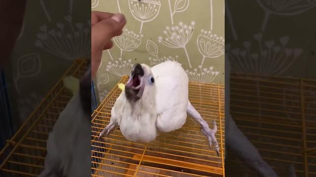 Greater sulphur cockatoo available in jannat pets nalasopara #exotic #birds #pets #parrot #cockatoo Greater sulphur cockatoo available in jannat pets nalasopara #exotic #birds #pets #parrot #cockatoo