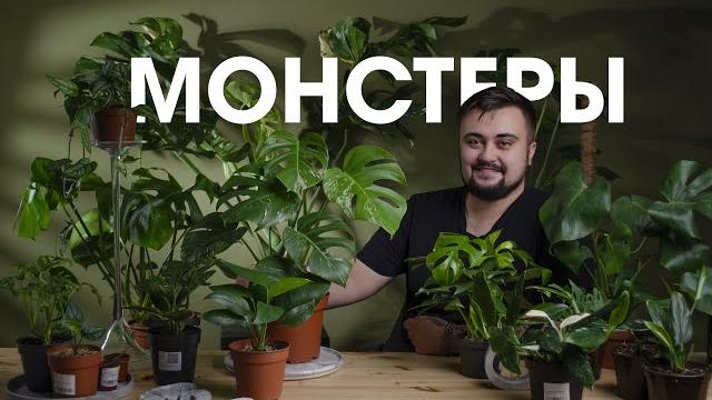 Монстера / виды / уход / размножение Монстера / виды / уход / размножение