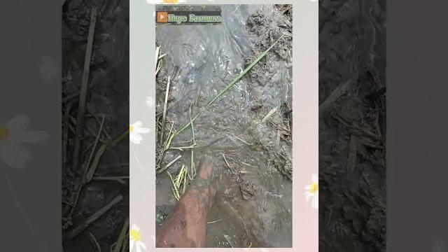 Barefoot asmr | stepping in mud asmr| outdoors boy.#asmrsounds#barefoot #asmr#mud#naturesounds Barefoot asmr | stepping in mud asmr| outdoors boy.#asmrsounds#barefoot #asmr#mud#naturesounds