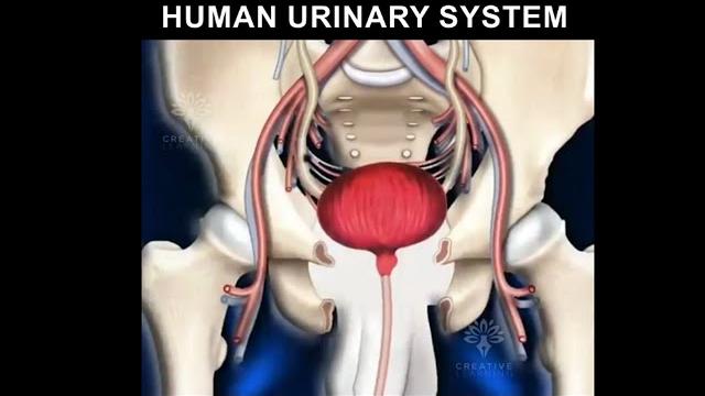Human urinary system animation video 3d | formation of urine Human urinary system animation video 3d | formation of urine