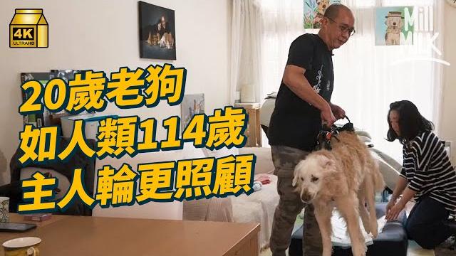 #mm|20歲老狗失去活動能力 兩夫妻24小時全天候輪更貼身照顧 每日幾次親手幫助排尿+排便 8歲時曾被遺棄流浪街頭 每月花數千做物理治療+針灸|#700萬種生活 #4k #mm|20歲老狗失去活動能力 兩夫妻24小時全天候輪更貼身照顧 每日幾次親手幫助排尿+排便 8歲時曾被遺棄流浪街頭 每月花數千做物理治療+針灸|#700萬種生活 #4k