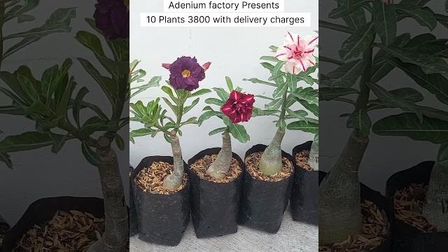 Buy combo with of adenium plant online #adenium #flowers #adeniumflowerplants #gardening Buy combo with of adenium plant online #adenium #flowers #adeniumflowerplants #gardening