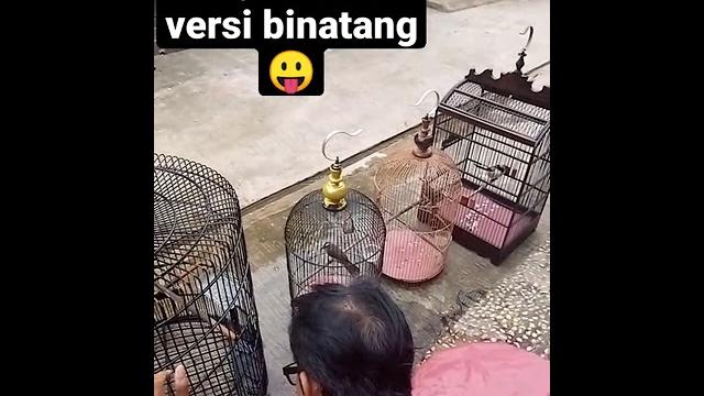 Lidya danira paksu Lidya danira paksu