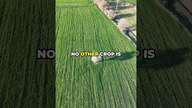 The supercrop you’ve never heard of: enset The supercrop you’ve never heard of: enset