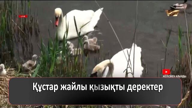 Құстар жайлы қызықты деректер Құстар жайлы қызықты деректер