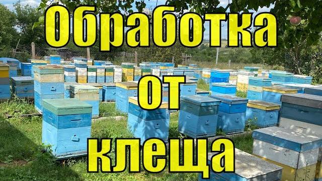 Осенняя противоварроатозная обработка!!! Осенняя противоварроатозная обработка!!!