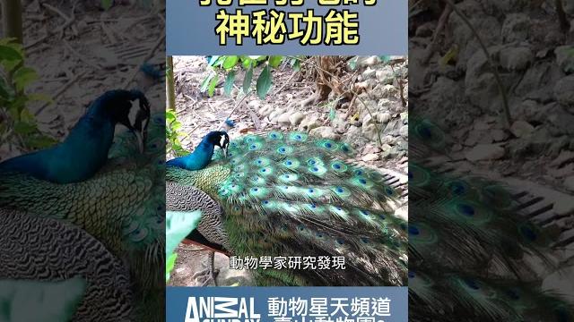 生態觀察:孔雀羽毛的神秘功能?#動物星天頻道 #星期天配音是對的 生態觀察:孔雀羽毛的神秘功能?#動物星天頻道 #星期天配音是對的
