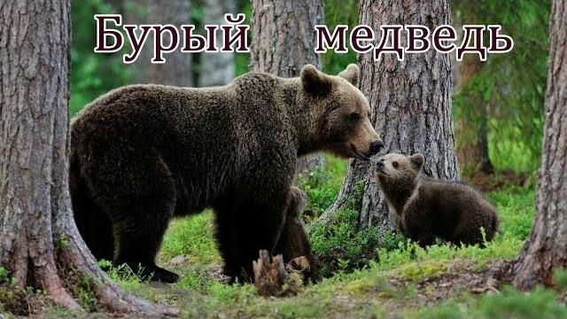 Голоса и звуки диких животных россии. Голоса и звуки диких животных россии.