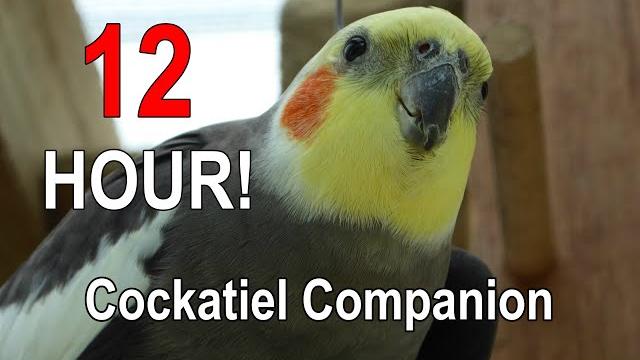 Cockatiel companion 12 hours of bird noise!!! play this to your cockatiel Cockatiel companion 12 hours of bird noise!!! play this to your cockatiel