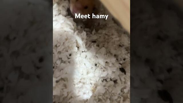 Meet hamy Meet hamy