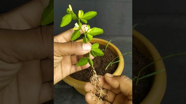 How to propagate triphasia trifolia from cutting | bonsai trees #gardening #plants #shorts #viral How to propagate triphasia trifolia from cutting | bonsai trees #gardening #plants #shorts #viral