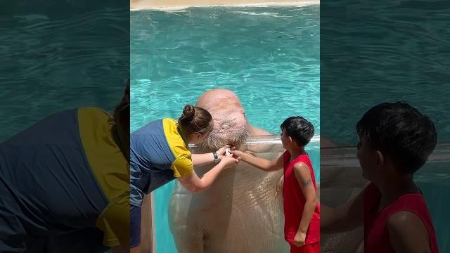 Walrus Walrus
