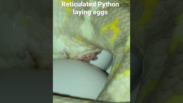 Reticulated python laying eggs. Reticulated python laying eggs.