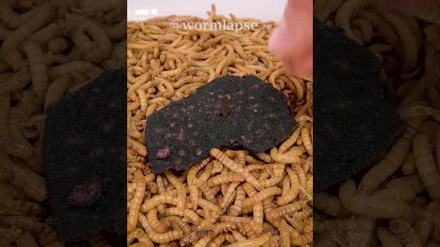 Mealworms vs one chip challenge Mealworms vs one chip challenge