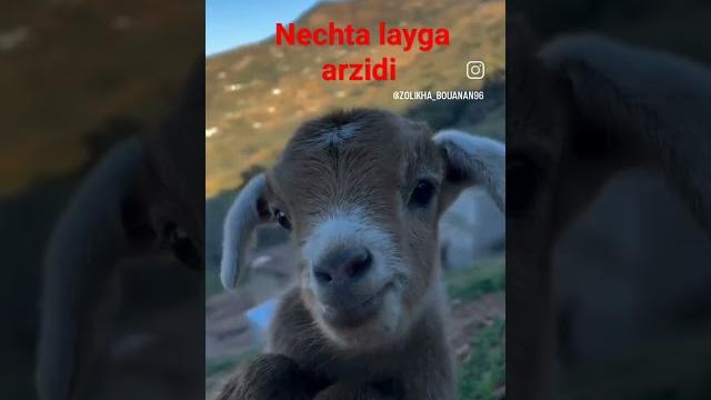 #qozi #barra #2024 #qoylar #treding #capcut #shorts #qozi #barra #2024 #qoylar #treding #capcut #shorts