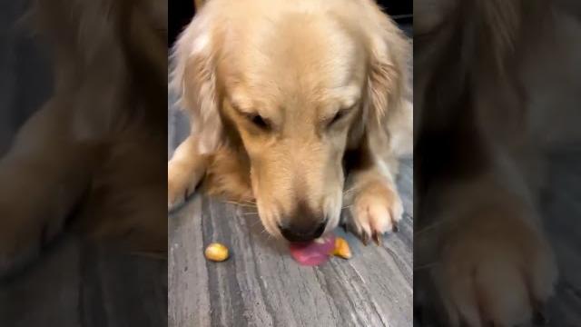 #nimotv #goldenretriever #nimotv #goldenretriever