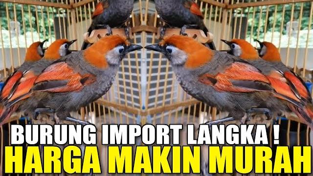 Jadi ini kios fenomenal kolektor burung impor mewah yg dijual murah pasar burung pramuka Jadi ini kios fenomenal kolektor burung impor mewah yg dijual murah pasar burung pramuka