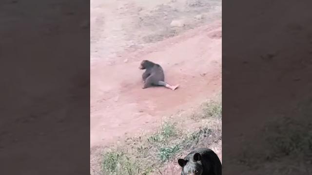 ️bear️ ️bear️