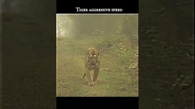 Tiger aggressive speed #animalshorts #trendingshorts sm#catsfamily #immortalanimals #tiger Tiger aggressive speed #animalshorts #trendingshorts sm#catsfamily #immortalanimals #tiger