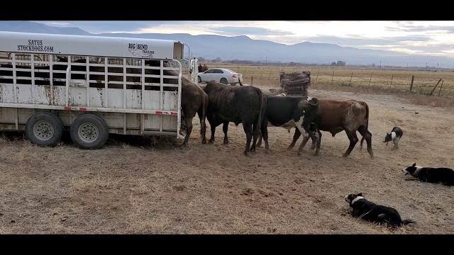 Loading bucking bulls in the big bend trailer with satus jet, brodey, bear and brick Loading bucking bulls in the big bend trailer with satus jet, brodey, bear and brick