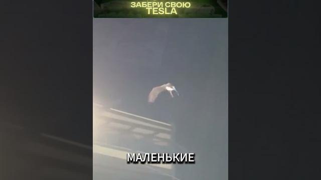 Орел с человеческими ногами Орел с человеческими ногами