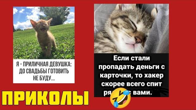 Нам бы день промурчать — да ночь проваляться, смотрите смешные картинки мемы котики приколы Нам бы день промурчать — да ночь проваляться, смотрите смешные картинки мемы котики приколы