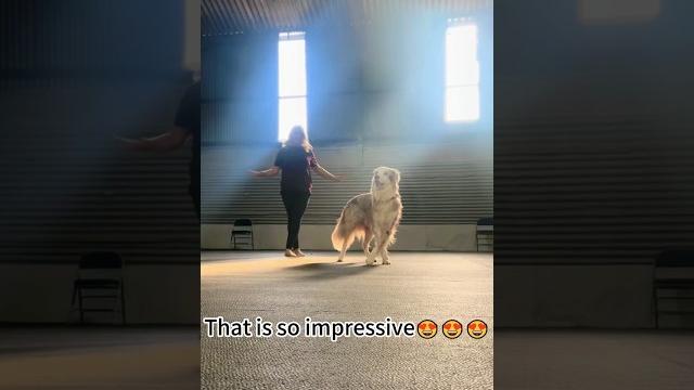 Dancing dog#dance #twerk#fyp #funny #pet #cute#foryou#dog #foryoutube #funnyanimal #puppy Dancing dog#dance #twerk#fyp #funny #pet #cute#foryou#dog #foryoutube #funnyanimal #puppy