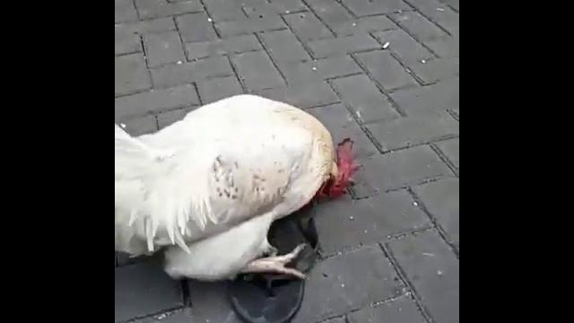 Ayam sange Ayam sange