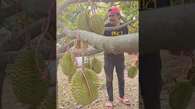 Panen durian musangking baru sedikit bosq ‼️ Panen durian musangking baru sedikit bosq ‼️