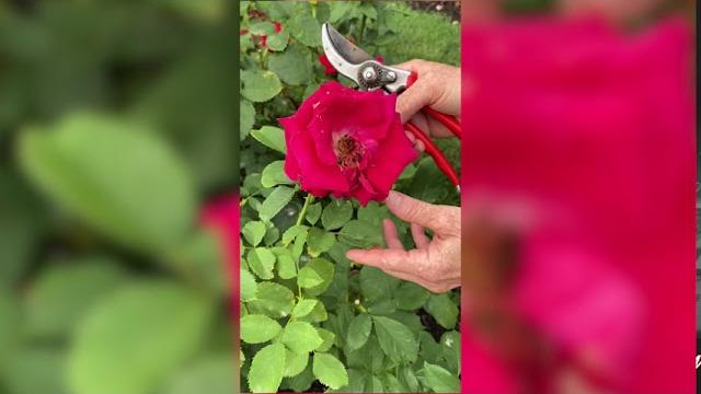 Deadheading: hybrid tea roses Deadheading: hybrid tea roses