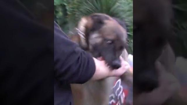 Kena gigit anjing malinois Kena gigit anjing malinois