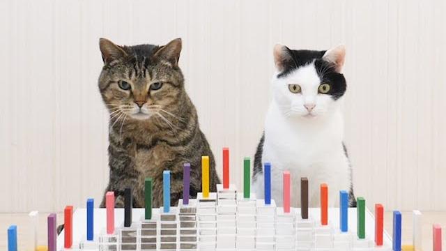 Cats and domino Cats and domino