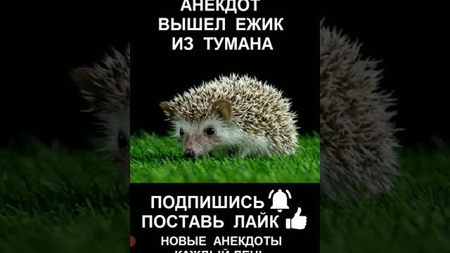 Анекдот про ёжика Анекдот про ёжика